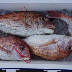 オーフリー 釣果