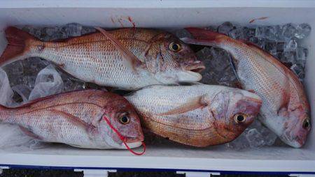 オーフリー 釣果