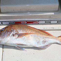 松本釣船2 釣果