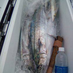 ファイヤードルフィン 釣果