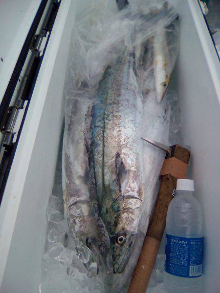 ファイヤードルフィン 釣果