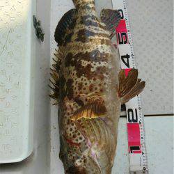 マタウマリンサービス 釣果