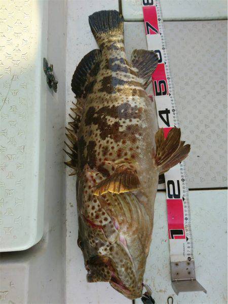 マタウマリンサービス 釣果