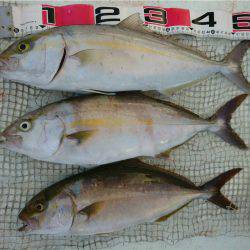 マタウマリンサービス 釣果