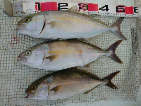 マタウマリンサービス 釣果