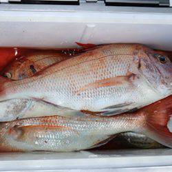 松本釣船２ 釣果