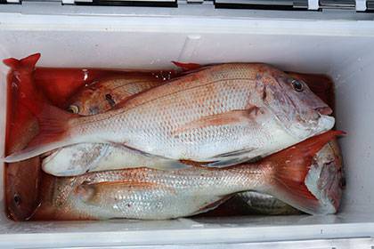 松本釣船２ 釣果