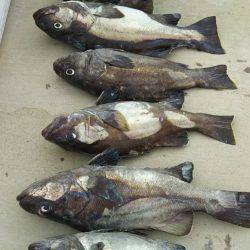 モンロー号 釣果