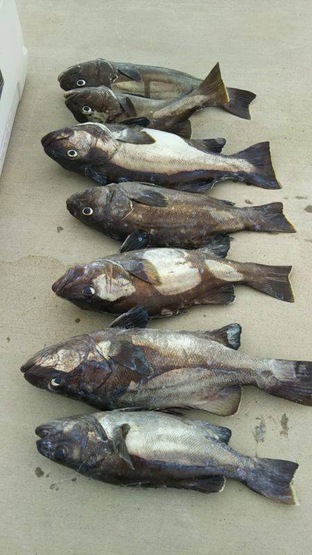 モンロー号 釣果