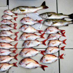 来温丸(らいおんまる) 釣果