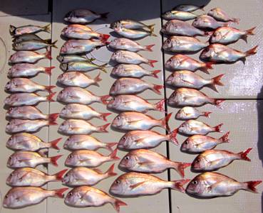 来温丸（らいおんまる） 釣果