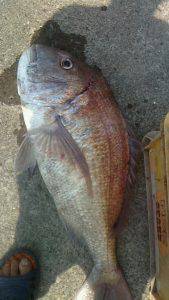 桃太郎丸 釣果