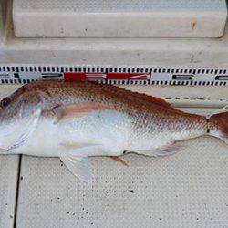 松本釣船２ 釣果