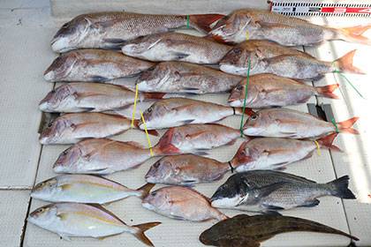 松本釣船２ 釣果