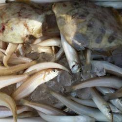 オーフリー 釣果