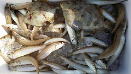 オーフリー 釣果