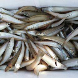 オーフリー 釣果