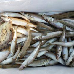 オーフリー 釣果