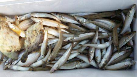 オーフリー 釣果