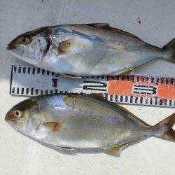 ルアー船マヒマヒ 釣果