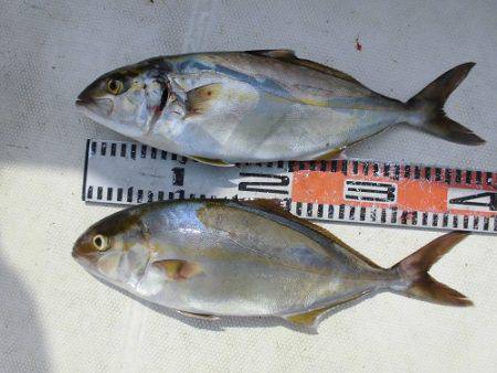 ルアー船マヒマヒ 釣果