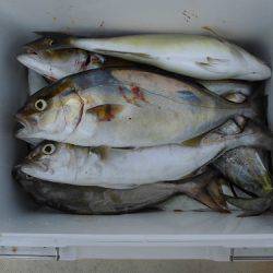 ルアー船マヒマヒ 釣果