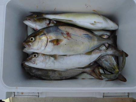 ルアー船マヒマヒ 釣果