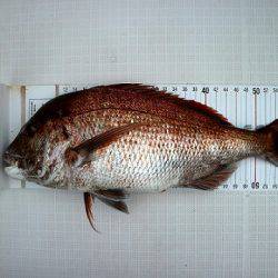 フルコンタクト 釣果