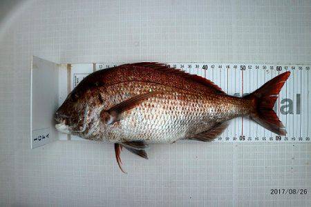 フルコンタクト 釣果