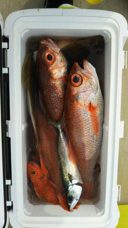 モンロー号 釣果