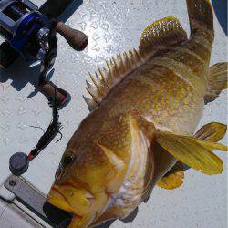 マタウマリンサービス 釣果