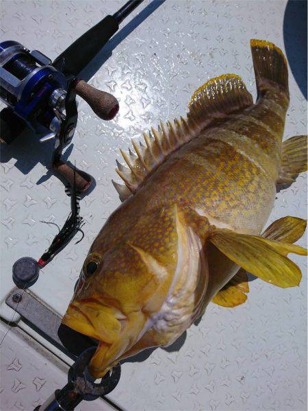 マタウマリンサービス 釣果