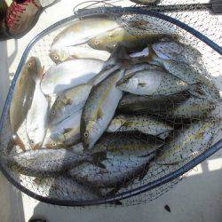 ルアー船マヒマヒ 釣果