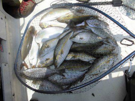 ルアー船マヒマヒ 釣果