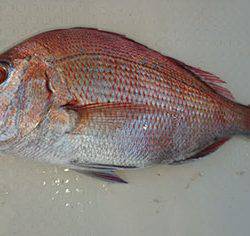 松本釣船2 釣果