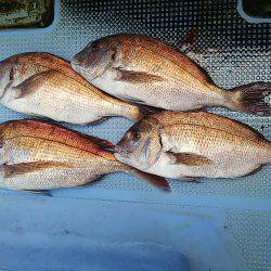 第二常豊丸 釣果