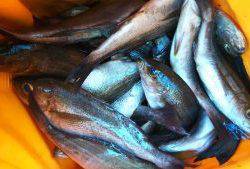 伊豆下田フィッシング 釣果