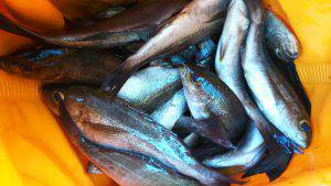 伊豆下田フィッシング 釣果