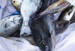 伊豆下田フィッシング 釣果