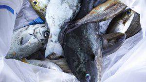 伊豆下田フィッシング 釣果