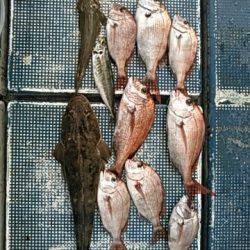 フィッシングガイド りょう 釣果