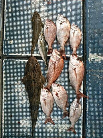 フィッシングガイド りょう 釣果