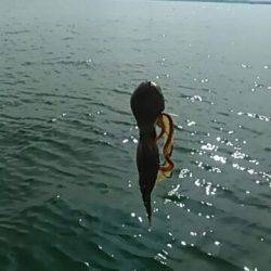 フィッシングガイド りょう 釣果