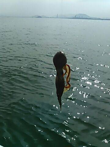 フィッシングガイド りょう 釣果