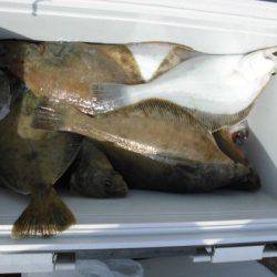 大進丸(新潟) 釣果