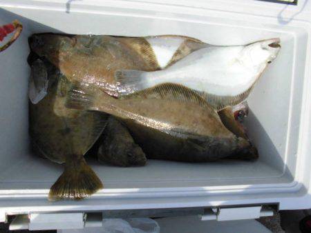 大進丸(新潟) 釣果