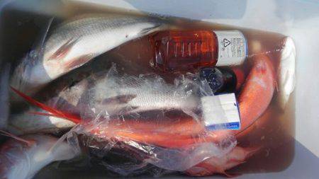 遊漁船 新鋭丸 釣果