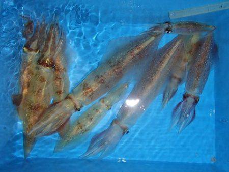 第二むつ漁丸 釣果