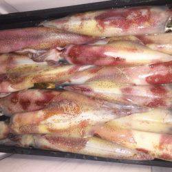 幸風（さちかぜ） 釣果