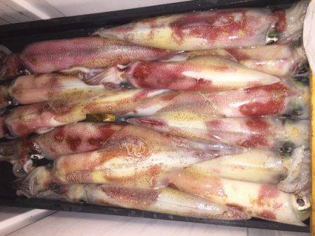 幸風（さちかぜ） 釣果